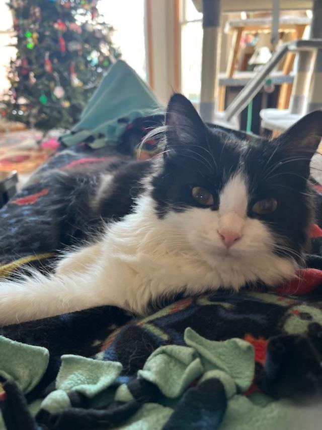 Shrinky, an adopted Domestic Long Hair in Johnsburg, IL image 3/4