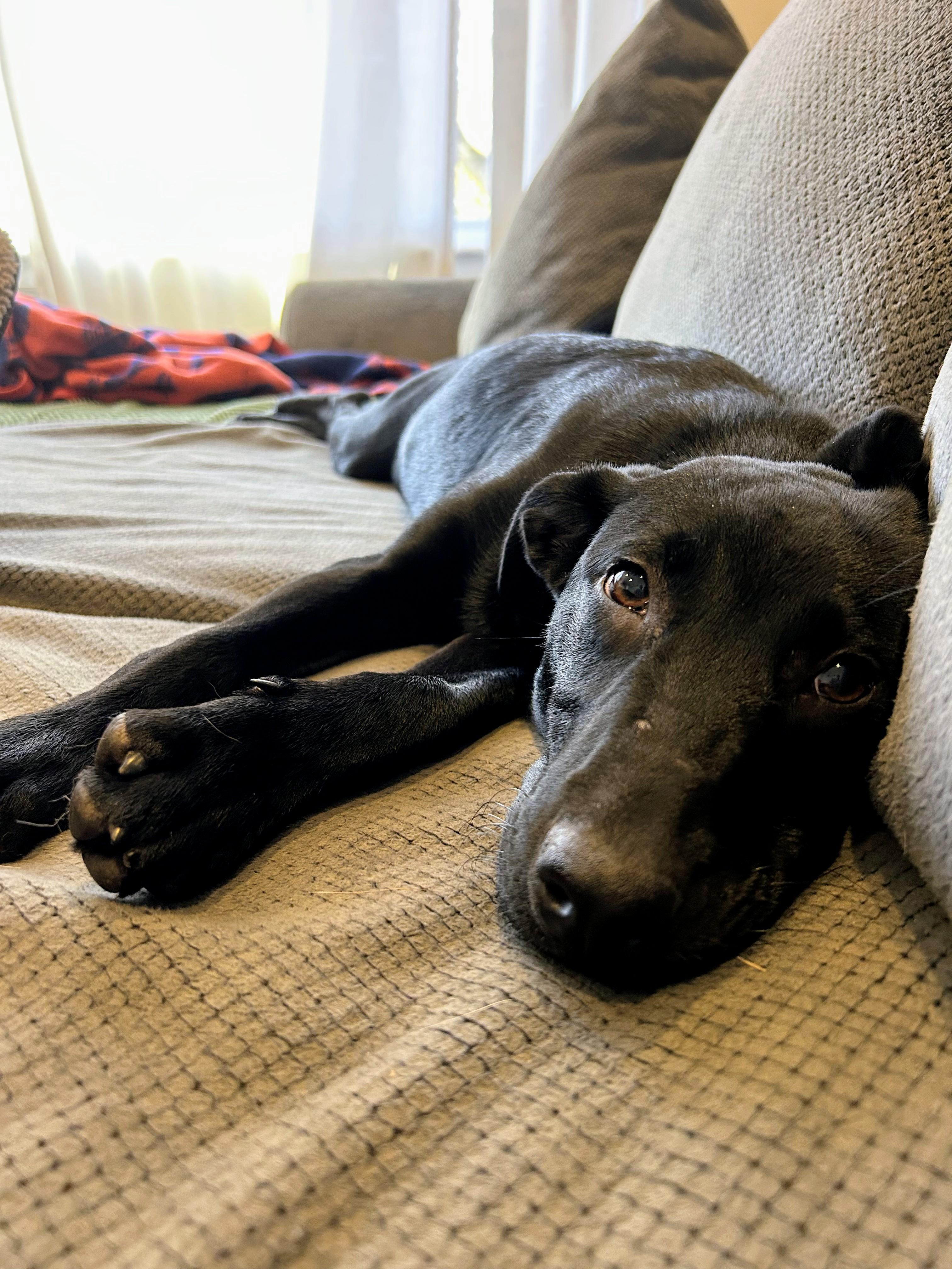 Chanel - Fostered in Rhode Island