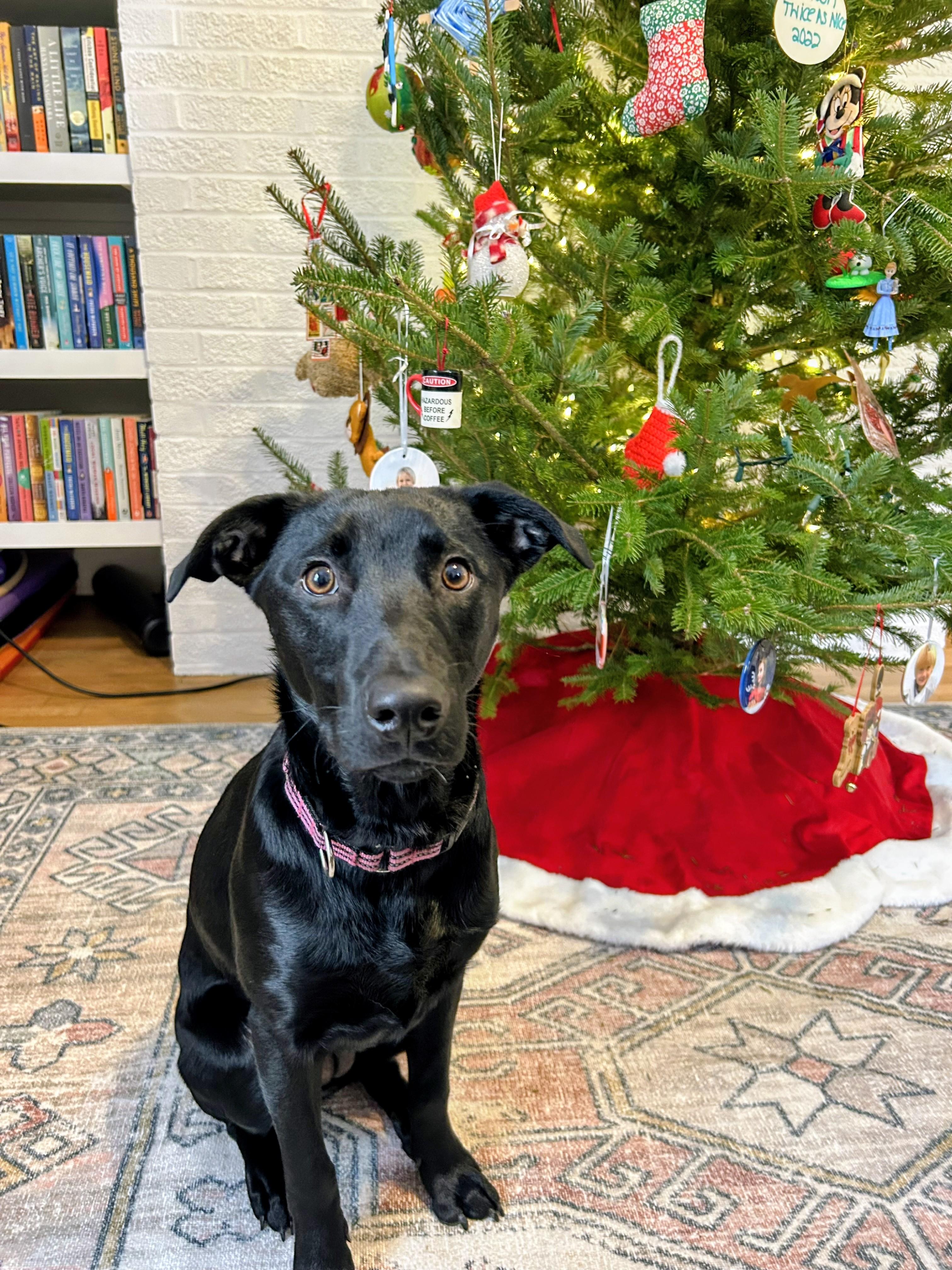 Chanel - IN RI, Adoptable, Puppy Female Black Labrador Retriever.