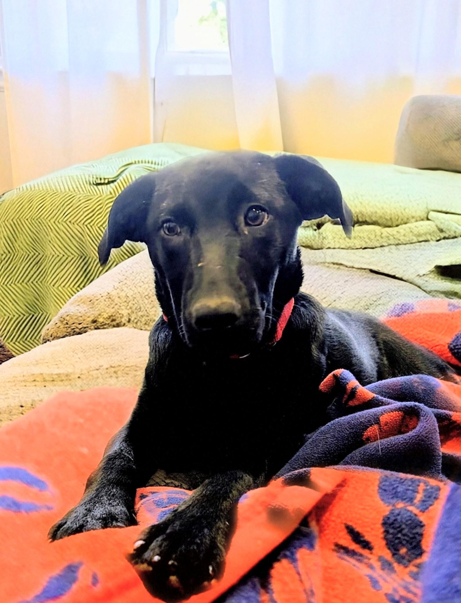 Chanel - Fostered in Rhode Island