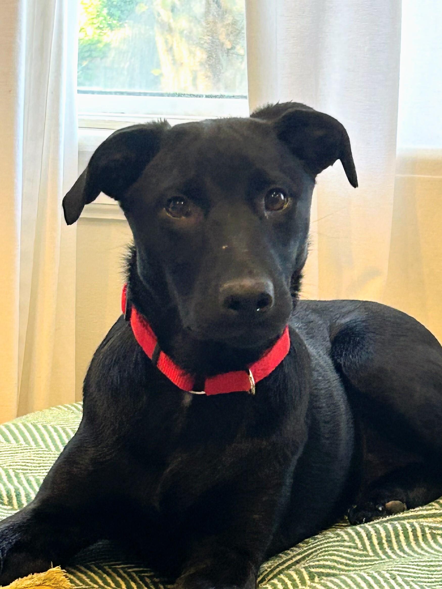 Chanel - Fostered in Rhode Island