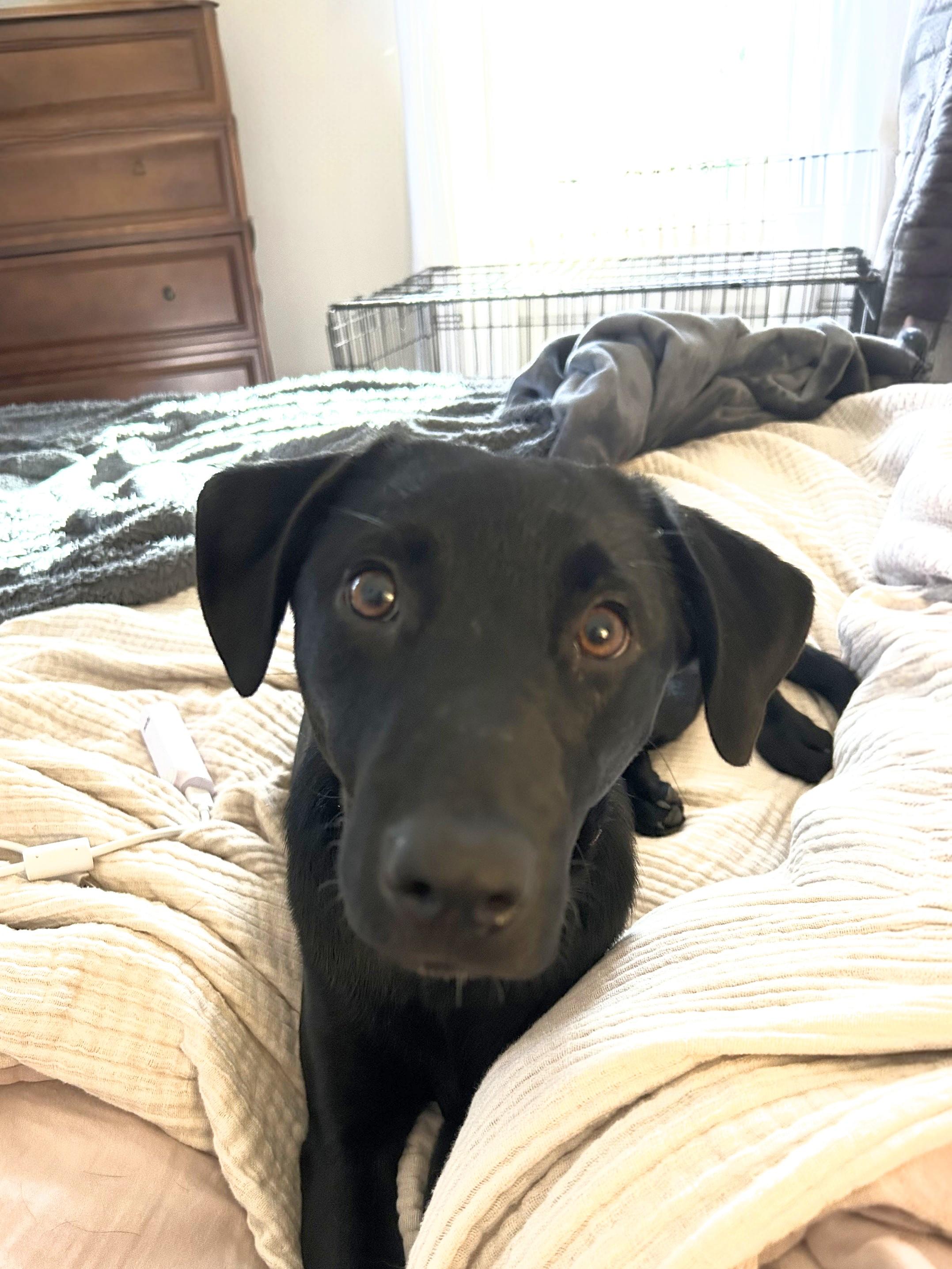 Chanel - IN RI, a Adoptable mixed breed in Willington, CT image 1/6