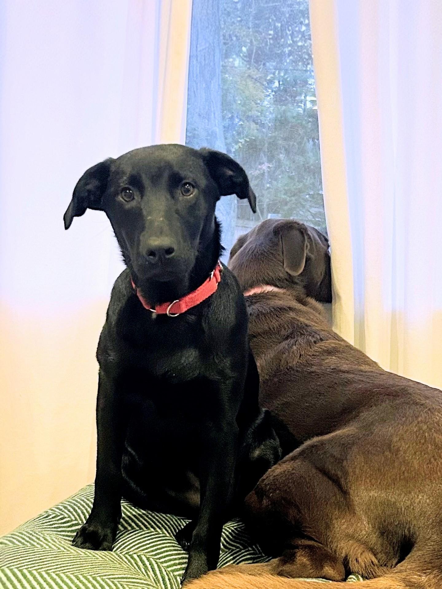 Chanel - Fostered in Rhode Island