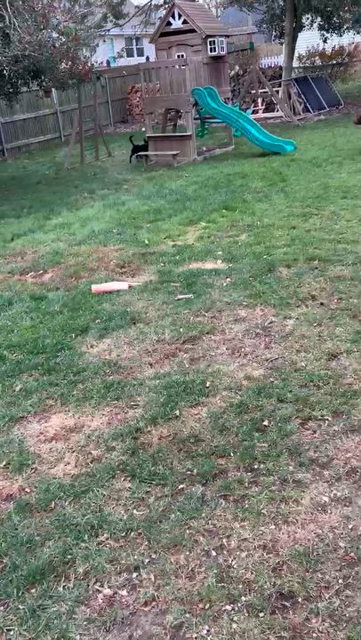 Enlarge Chanel - IN RI, a Adoptable mixed breed in Willington, CT video 3/6