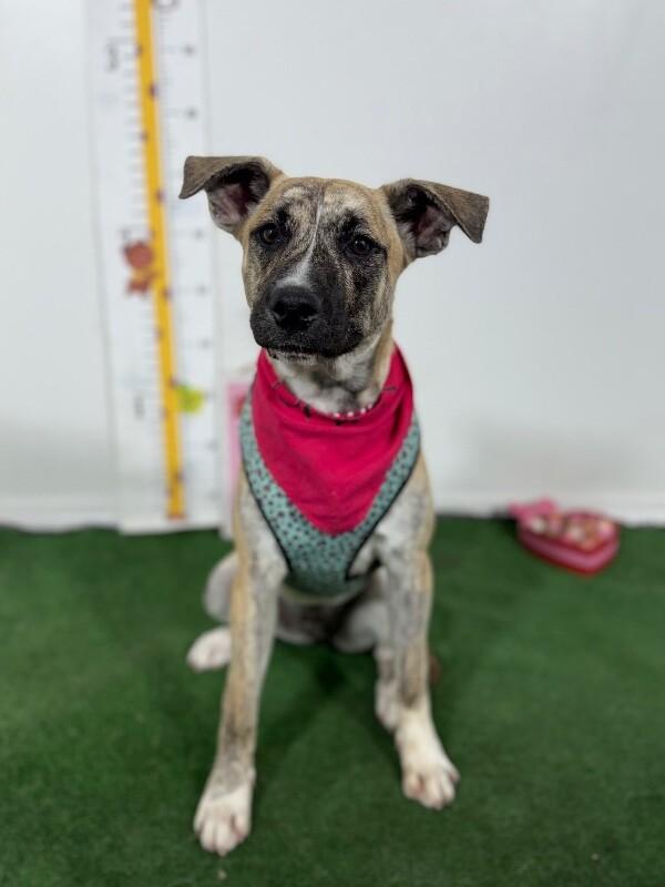 Enlarge Sara-One of our Amazing Rescue Dogs, a Adoptable mixed breed in Sparks, NV image 1/1