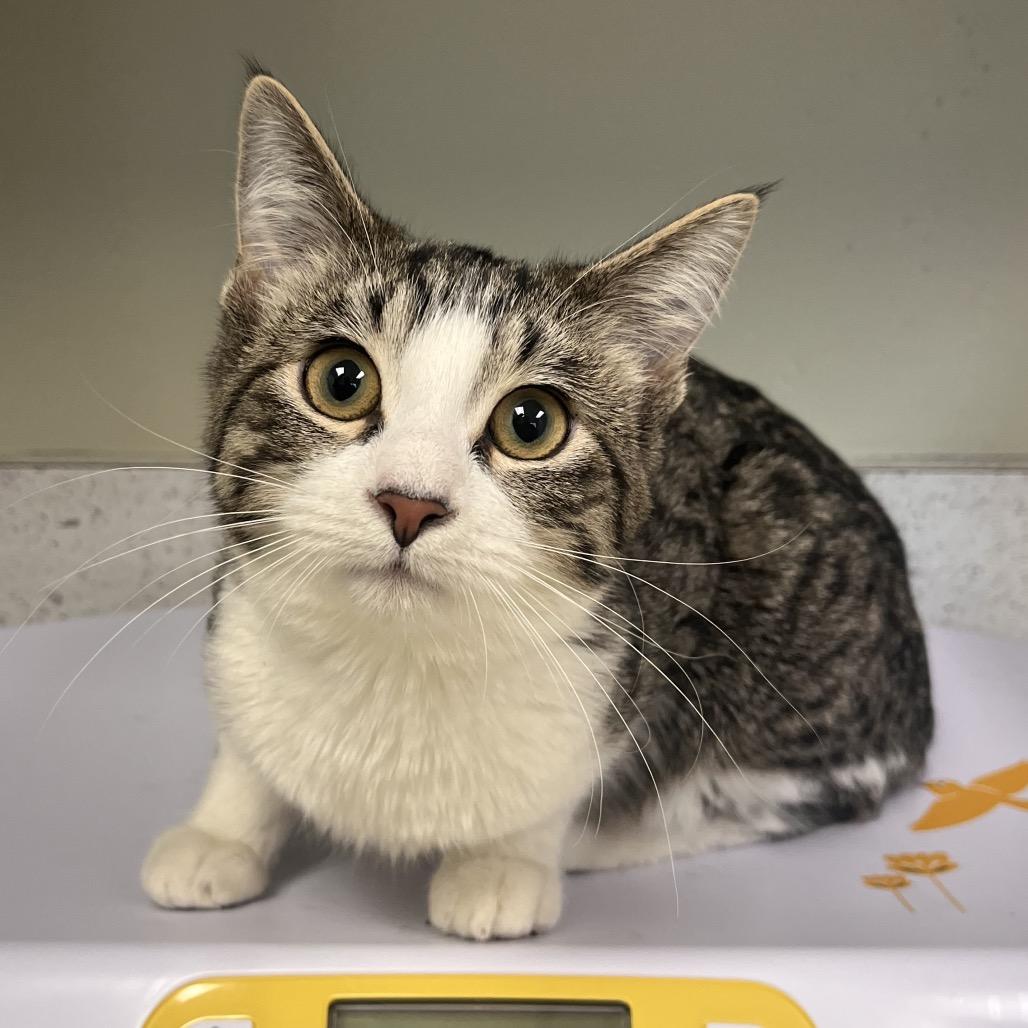 Enlarge Peace, a ADOPTABLE Domestic Short Hair in Kansas City, KS image 1/1