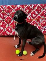 Betty Spaghetti 58907962 Black Labrador Retriever Dog