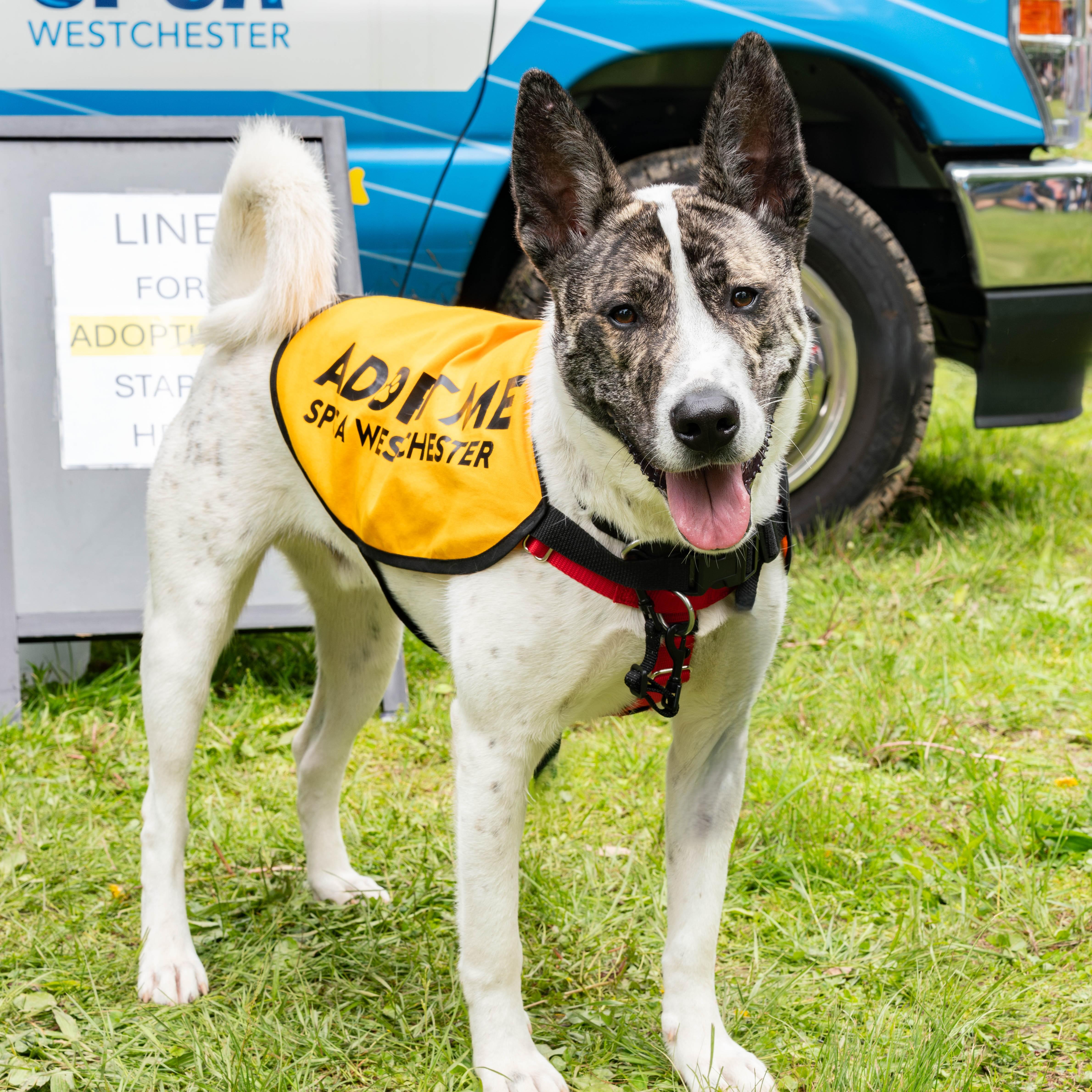 Radar**, a Adoptable mixed breed in Briarcliff Manor, NY image 5/6