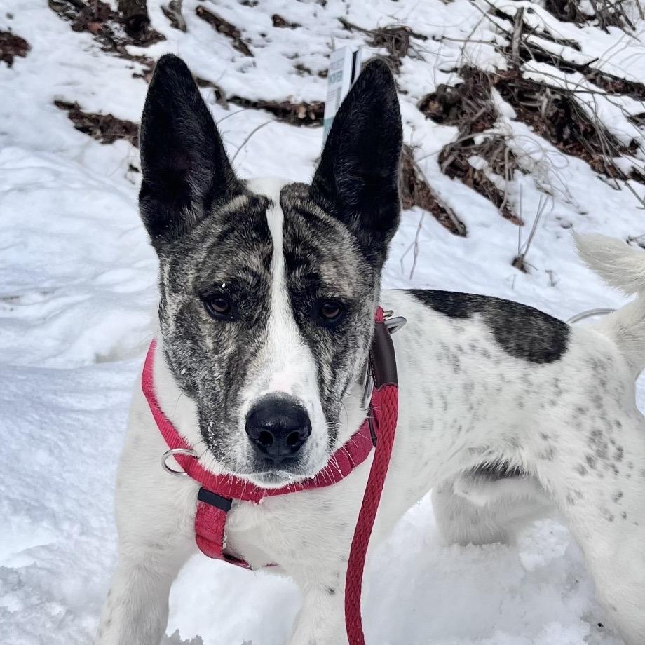 Radar**, a Adoptable mixed breed in Briarcliff Manor, NY image 2/6