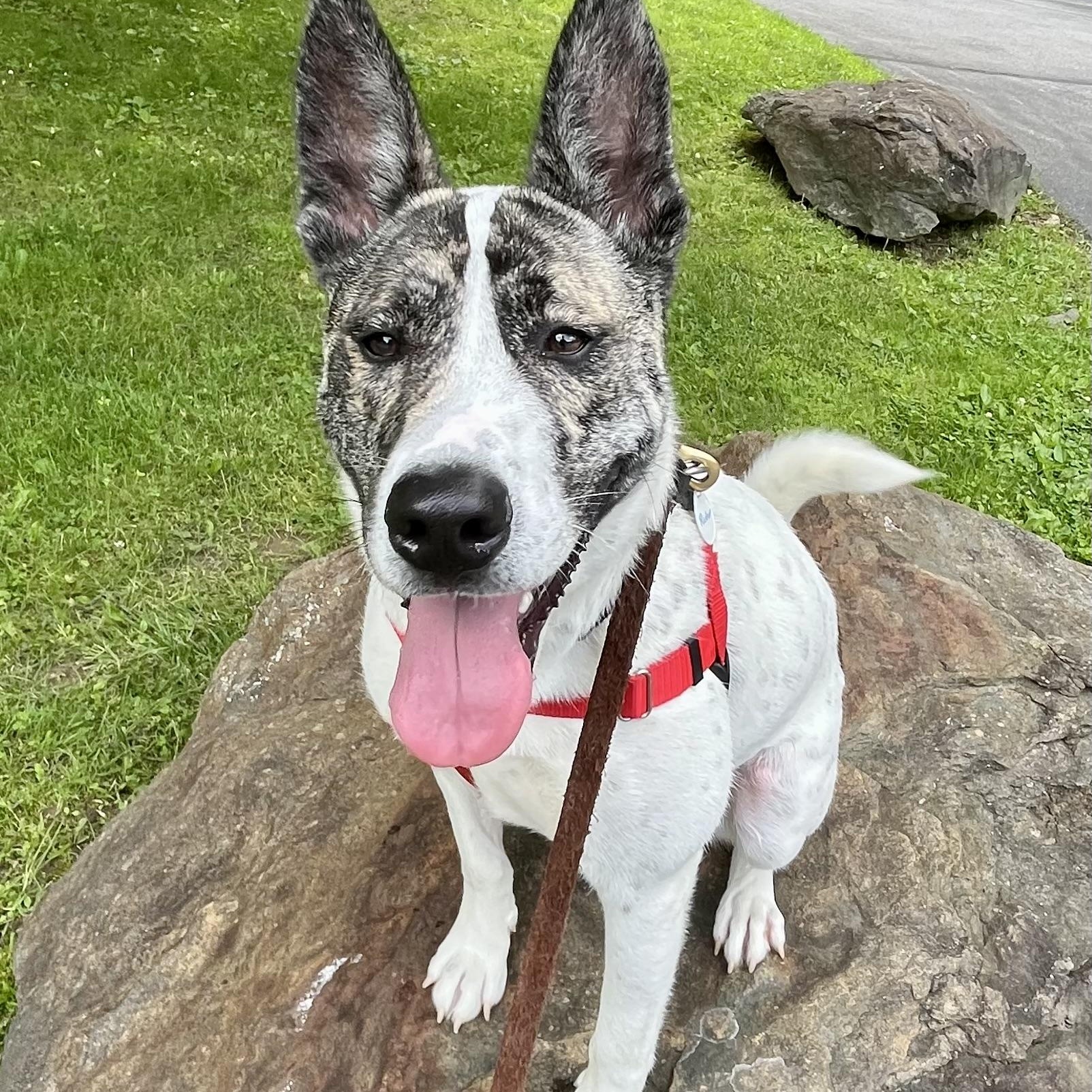 Radar**, a Adoptable mixed breed in Briarcliff Manor, NY image 1/6