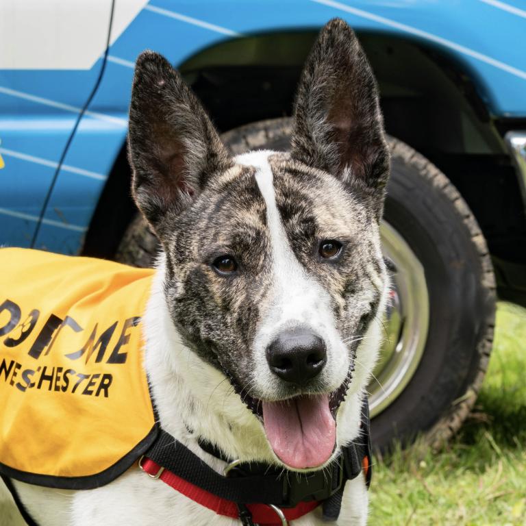 Radar**, Adoptable, Young Male Terrier.