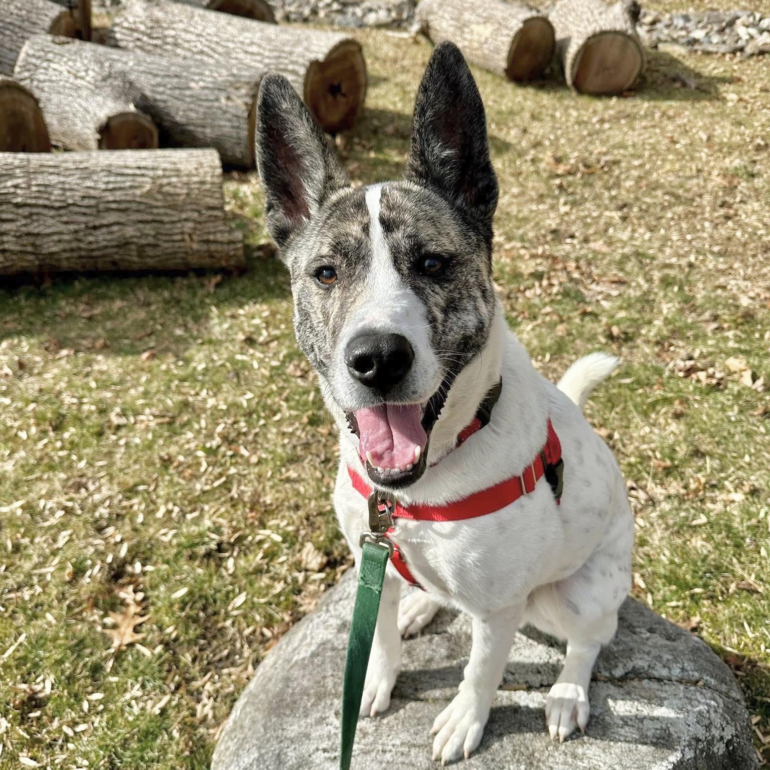 Radar**, Adoptable, Young Male Terrier.