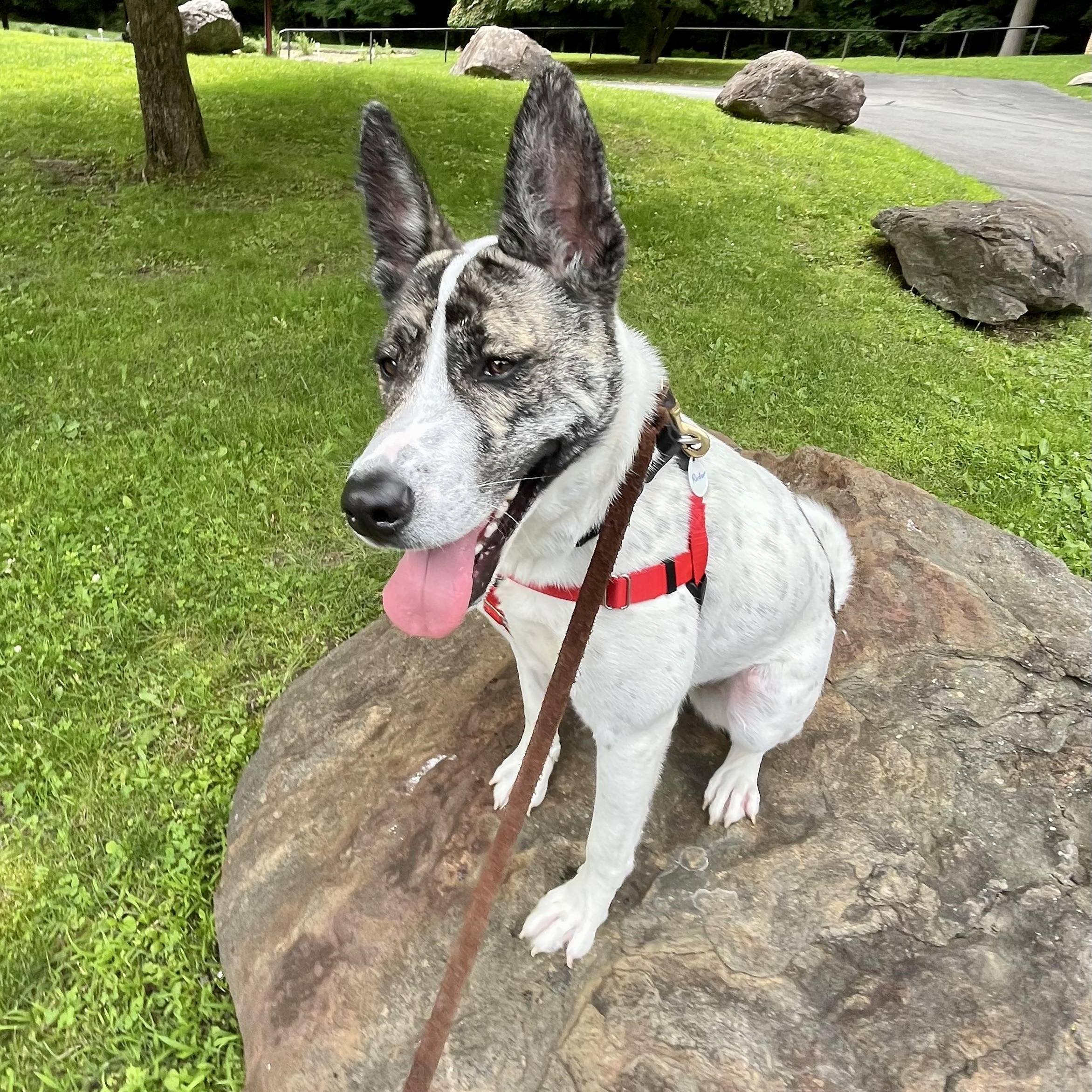 Radar**, a Adoptable mixed breed in Briarcliff Manor, NY image 6/6