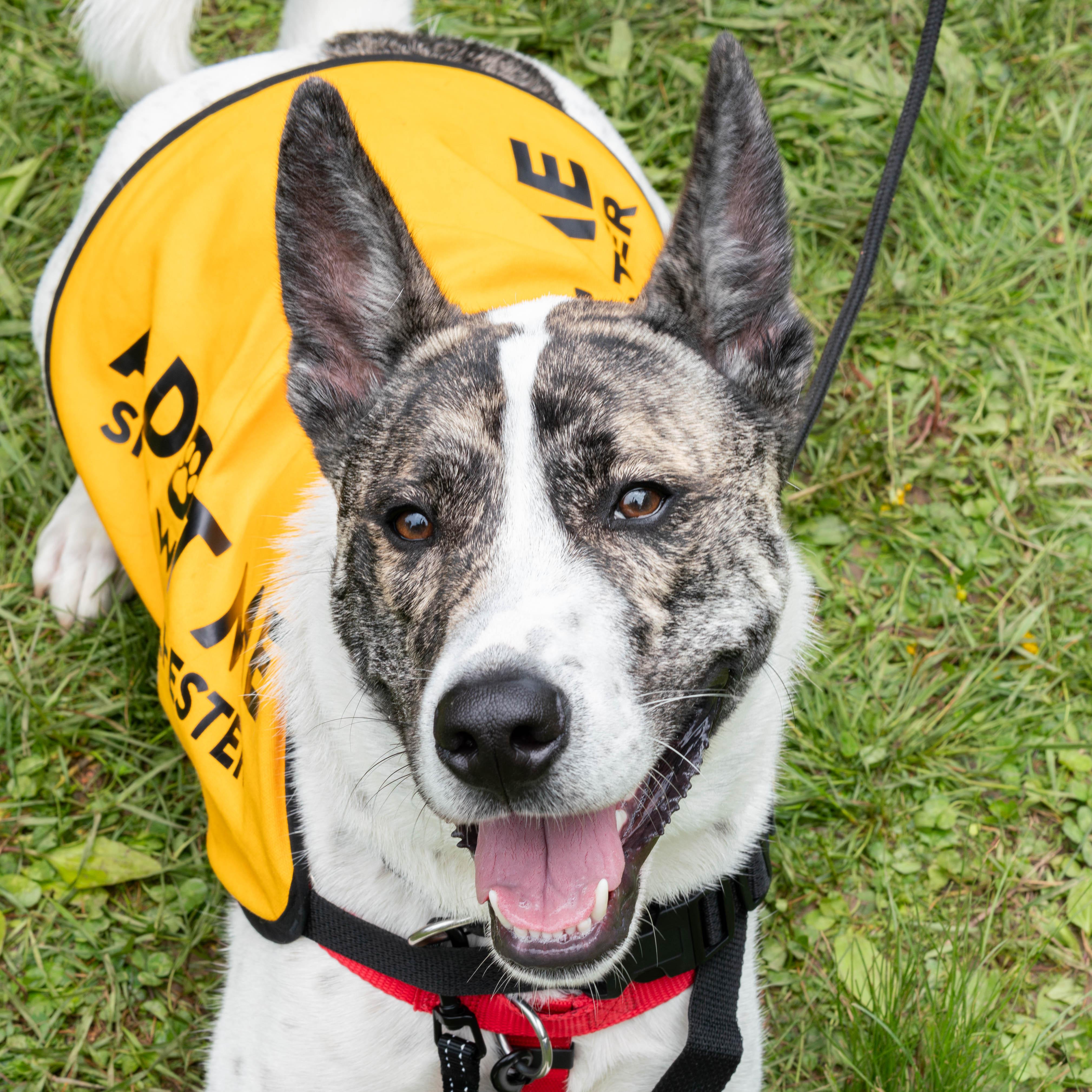 Radar**, a Adoptable mixed breed in Briarcliff Manor, NY image 4/6