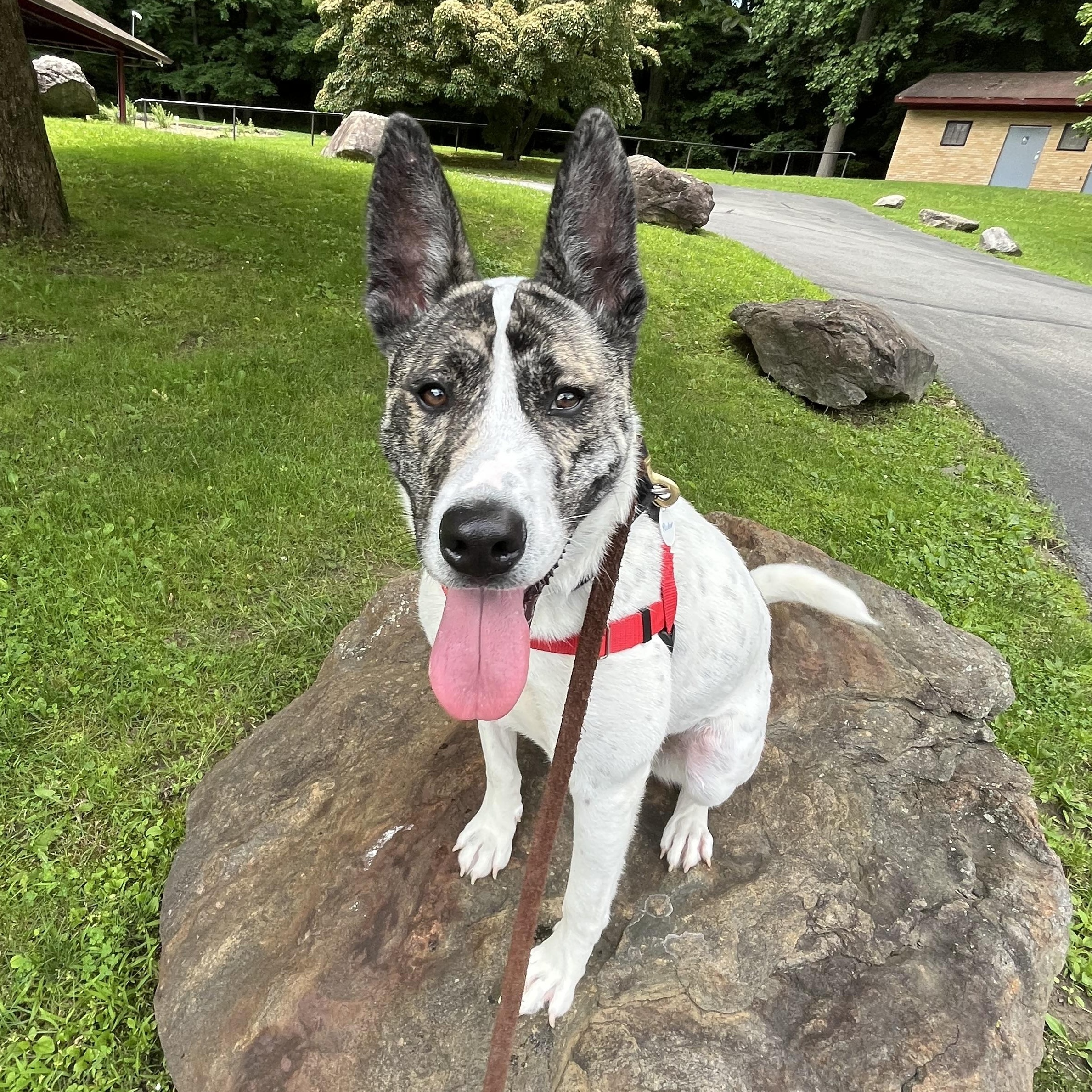 Radar**, a Adoptable mixed breed in Briarcliff Manor, NY image 3/6