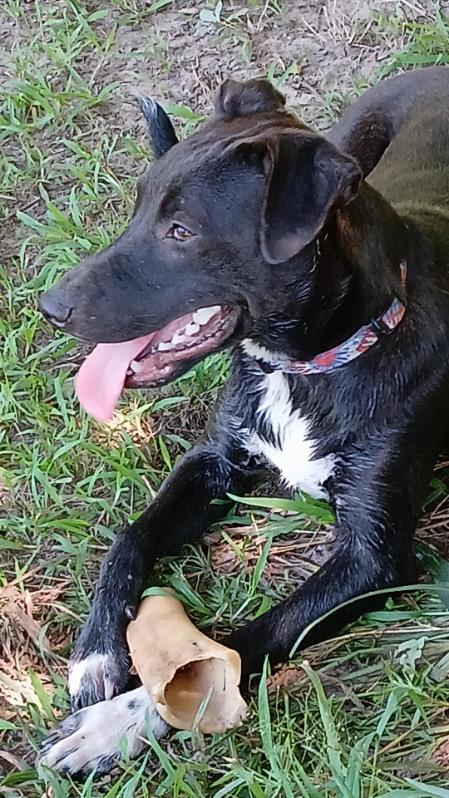 Enlarge Nitro, a Adopted mixed breed in Queen City, TX image 2/2