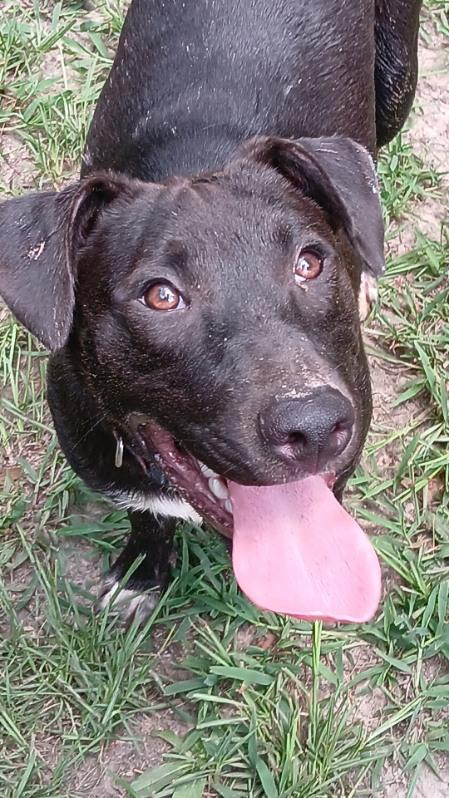Nitro, Adopted, Adult Male Australian Cattle Dog / Blue Heeler.
