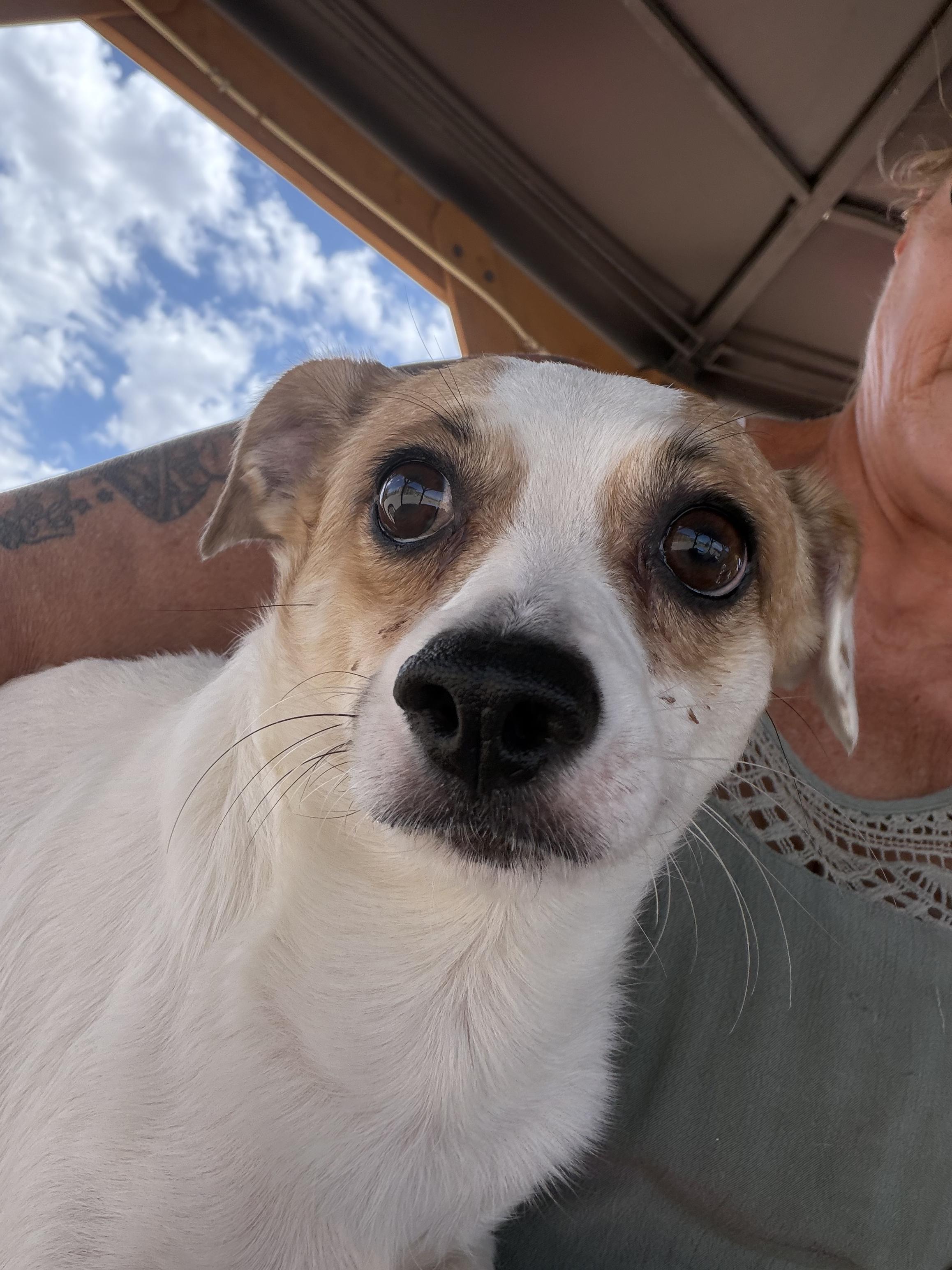 Enlarge Wash, a ADOPTABLE mixed breed in Deming, NM image 1/1