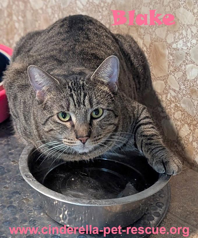 Blake, Adoptable, Kitten Female Domestic Short Hair.