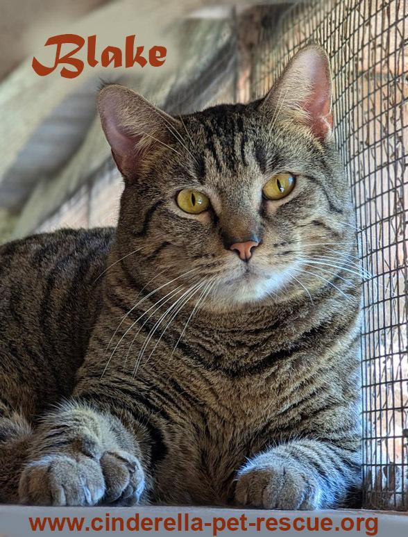 Blake, a Adoptable mixed breed in Mission, TX image 2/6