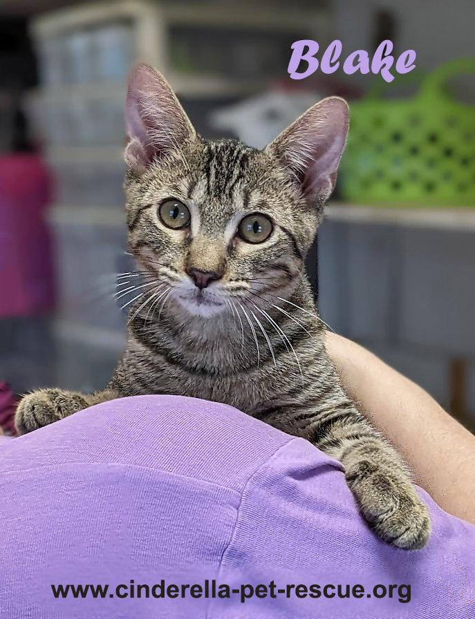 Blake, a Adoptable mixed breed in Mission, TX image 3/6