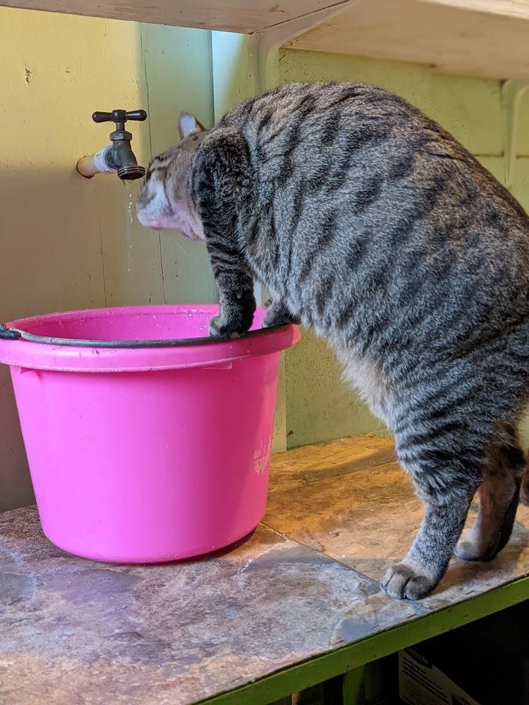 Blake, a Adoptable mixed breed in Mission, TX image 5/6