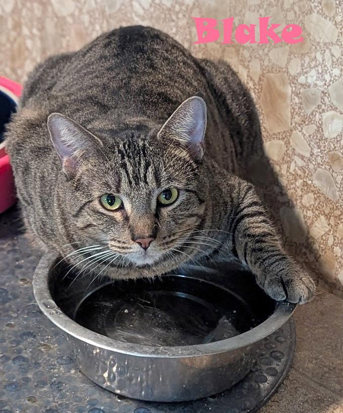 Blake, a Adoptable mixed breed in Mission, TX image 6/6