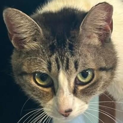 Enlarge Pixie, a Adoptable Domestic Short Hair in Duette, FL image 2/3