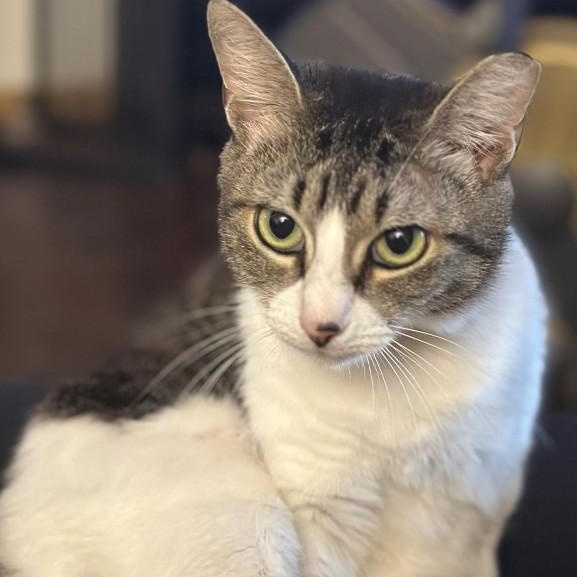 Enlarge Pixie, a Adoptable Domestic Short Hair in Duette, FL image 1/3