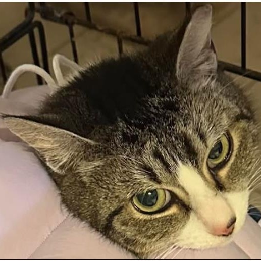 Enlarge Pixie, a Adoptable Domestic Short Hair in Duette, FL image 3/3