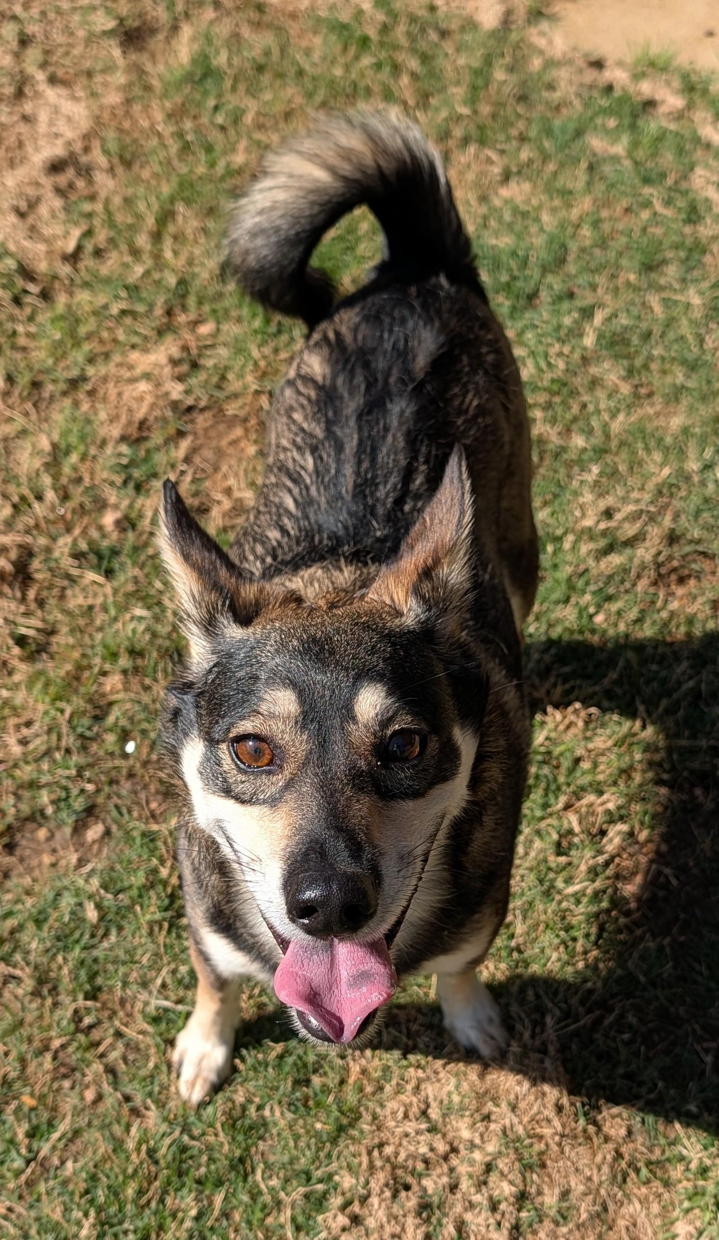Enlarge Miles A176663, an adopted mixed breed in Plano, TX image 1/5