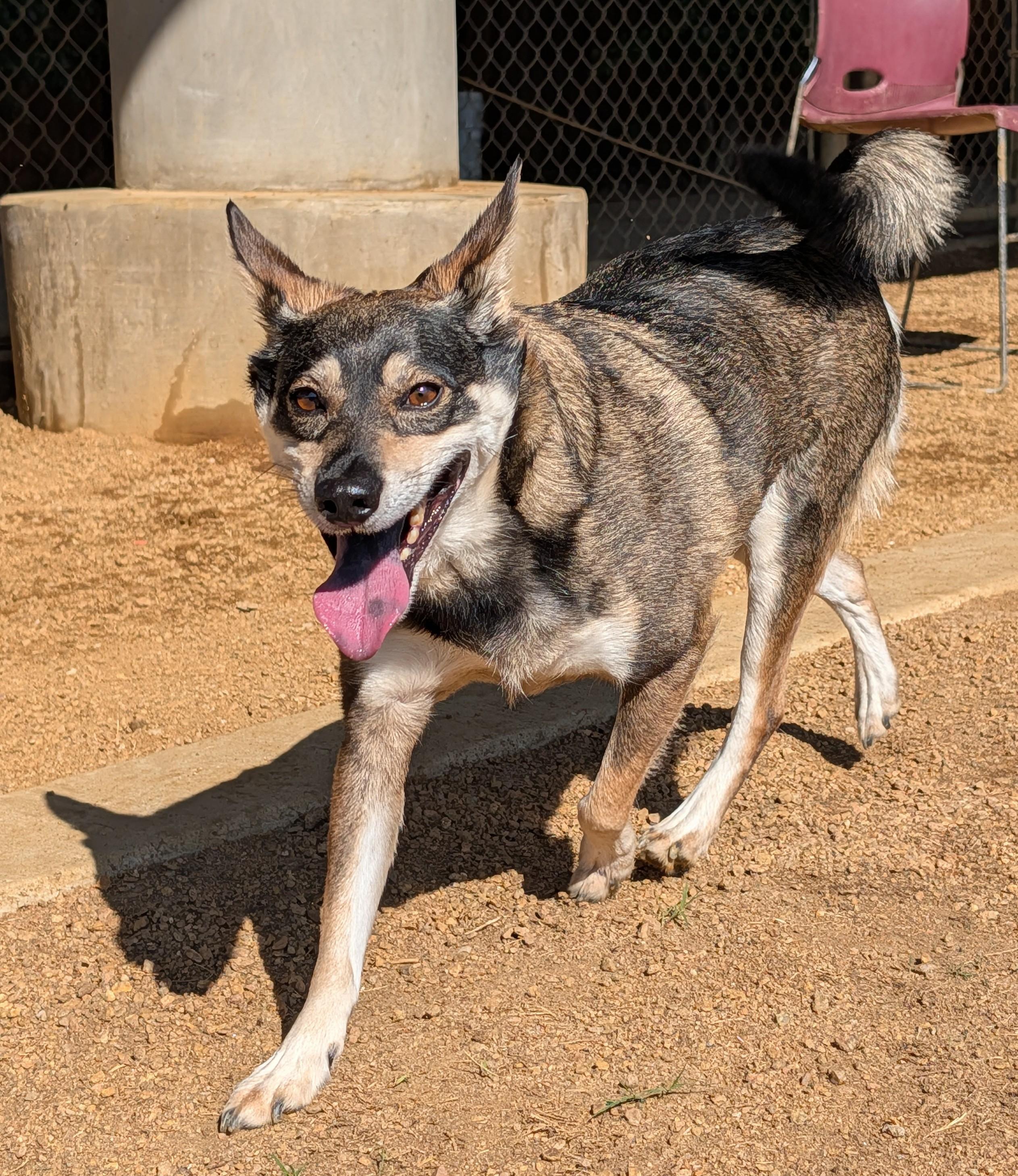 Enlarge Miles A176663, an adopted mixed breed in Plano, TX image 2/5