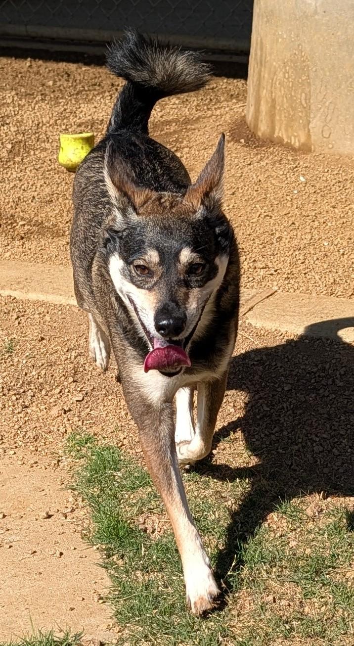 Enlarge Miles A176663, an adopted mixed breed in Plano, TX image 5/5