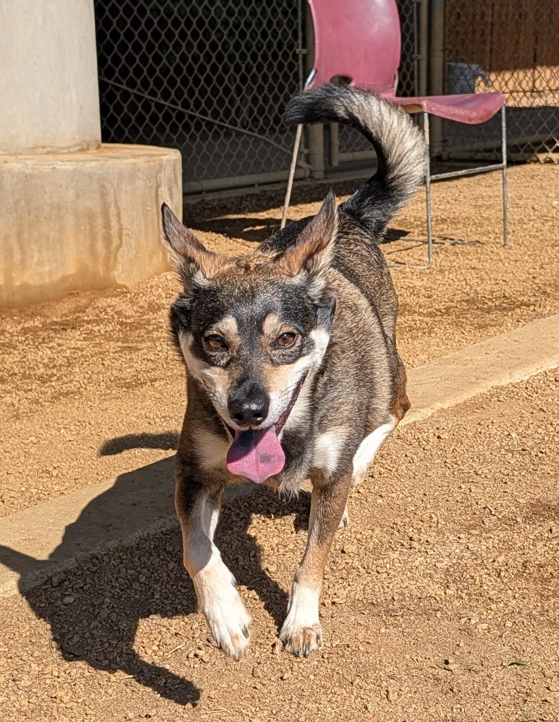 Enlarge Miles A176663, an adopted mixed breed in Plano, TX image 4/5