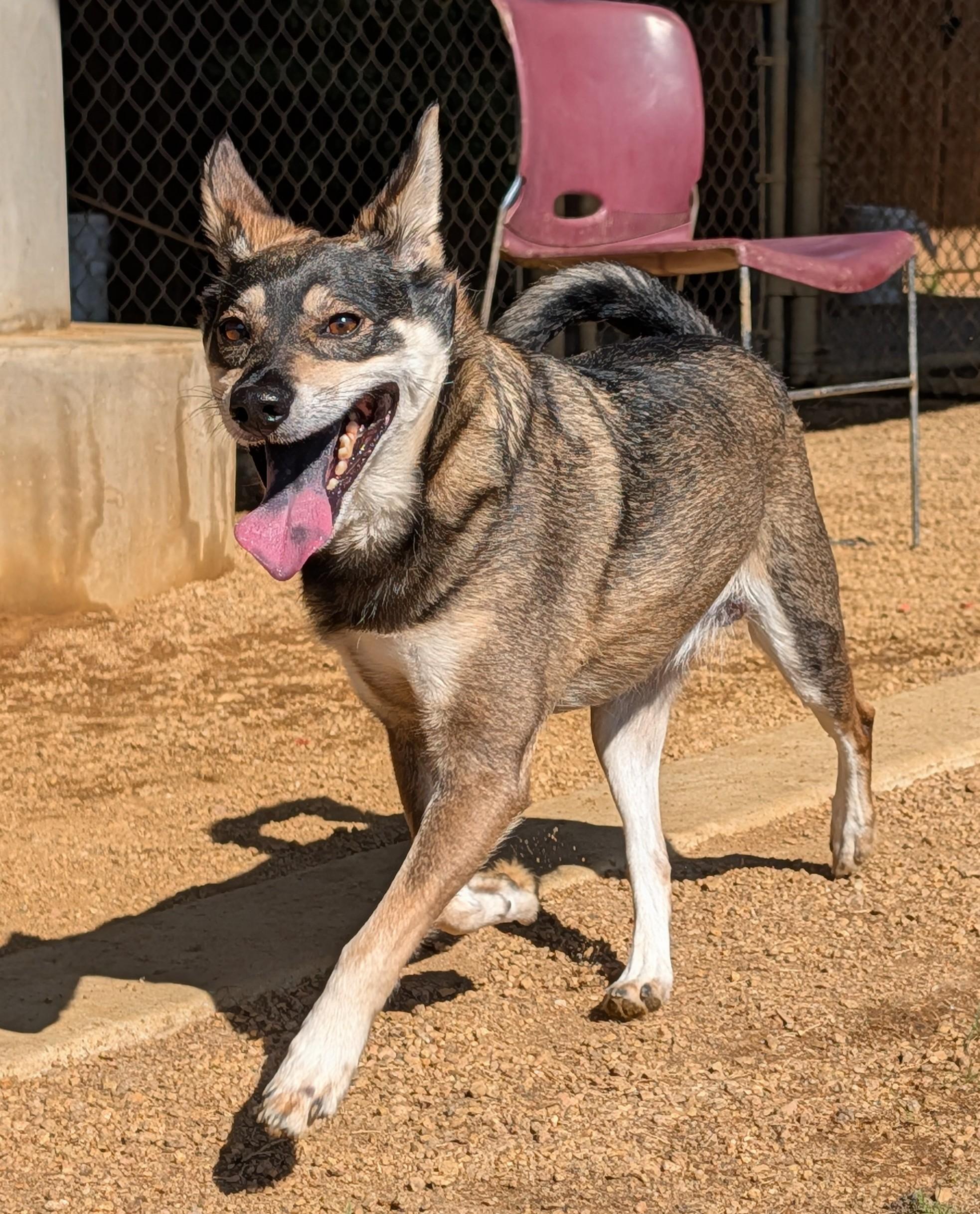 Enlarge Miles A176663, an adopted mixed breed in Plano, TX image 3/5