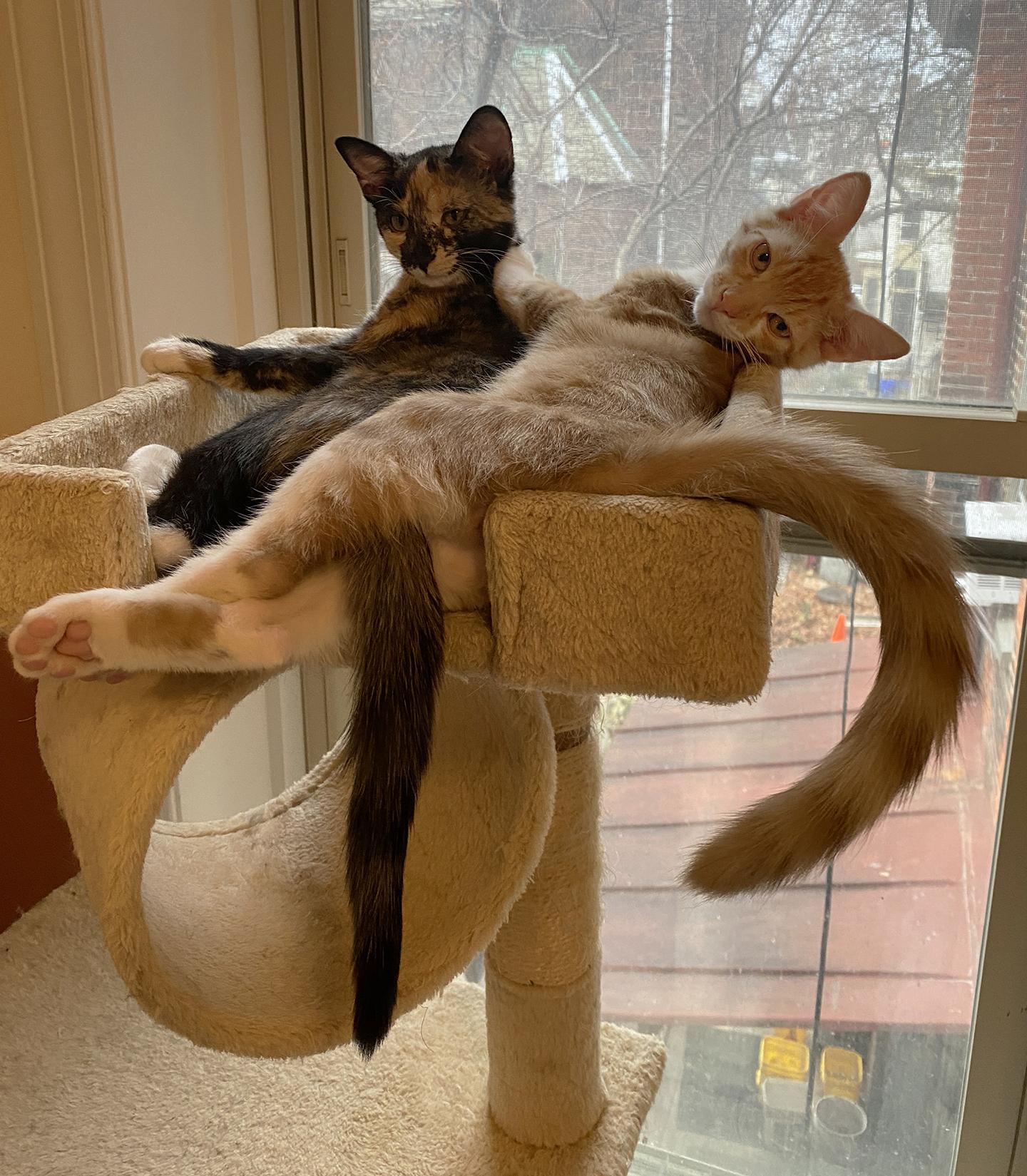 Enlarge Curry Wright, an adopted Domestic Short Hair in Philadelphia, PA image 4/4