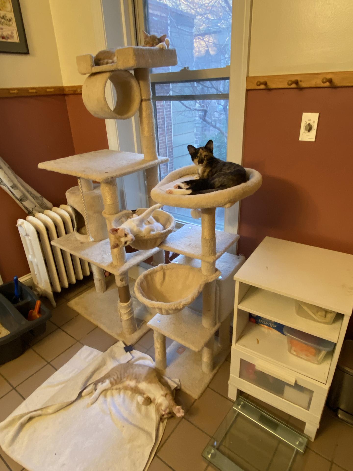 Enlarge Curry Wright, an adopted Domestic Short Hair in Philadelphia, PA image 3/4