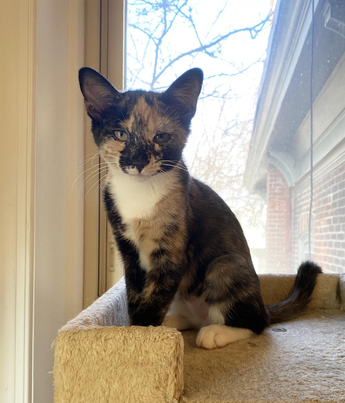 Enlarge Curry Wright, an adopted Domestic Short Hair in Philadelphia, PA image 1/4