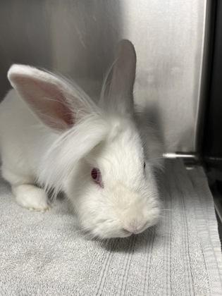 Enlarge Jupiter, a Adoptable American in Grapevine, TX image 1/5