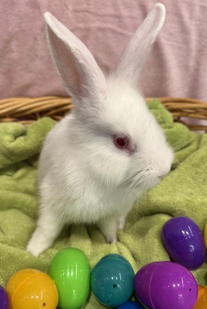 Enlarge Jupiter, a Adoptable American in Grapevine, TX image 3/5