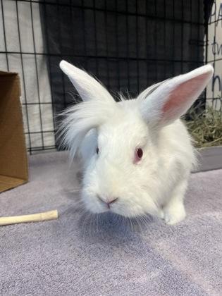 Enlarge Jupiter, a Adoptable American in Grapevine, TX image 3/3