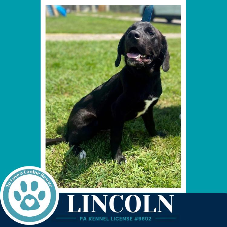 Enlarge Lincoln (The L Train) 100326, a Adoptable mixed breed in Kimberton, PA image 1/2