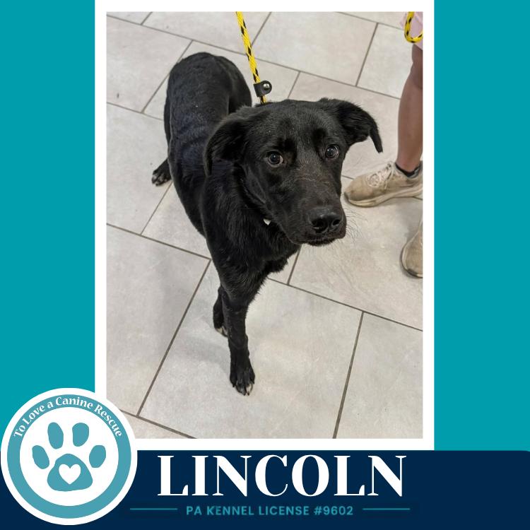 Enlarge Lincoln (The L Train) 100326, a Adoptable mixed breed in Kimberton, PA image 2/2