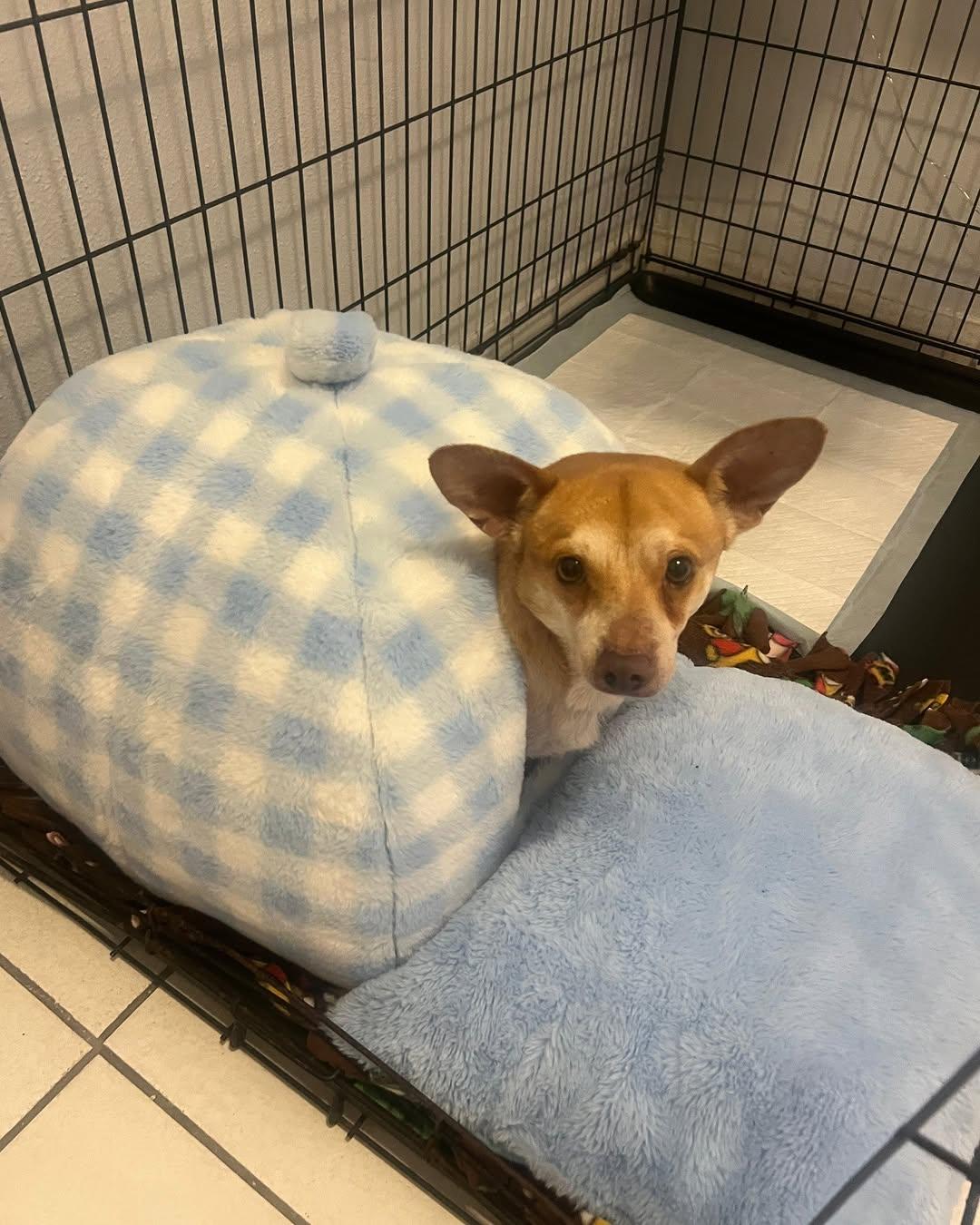 Lefty, a ADOPTABLE Chihuahua in Miami, FL image 2/6