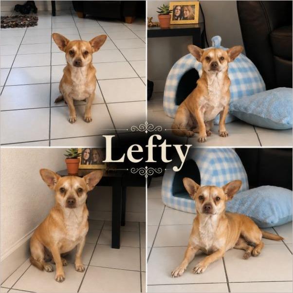 Lefty, ADOPTABLE, Adult Male Chihuahua.
