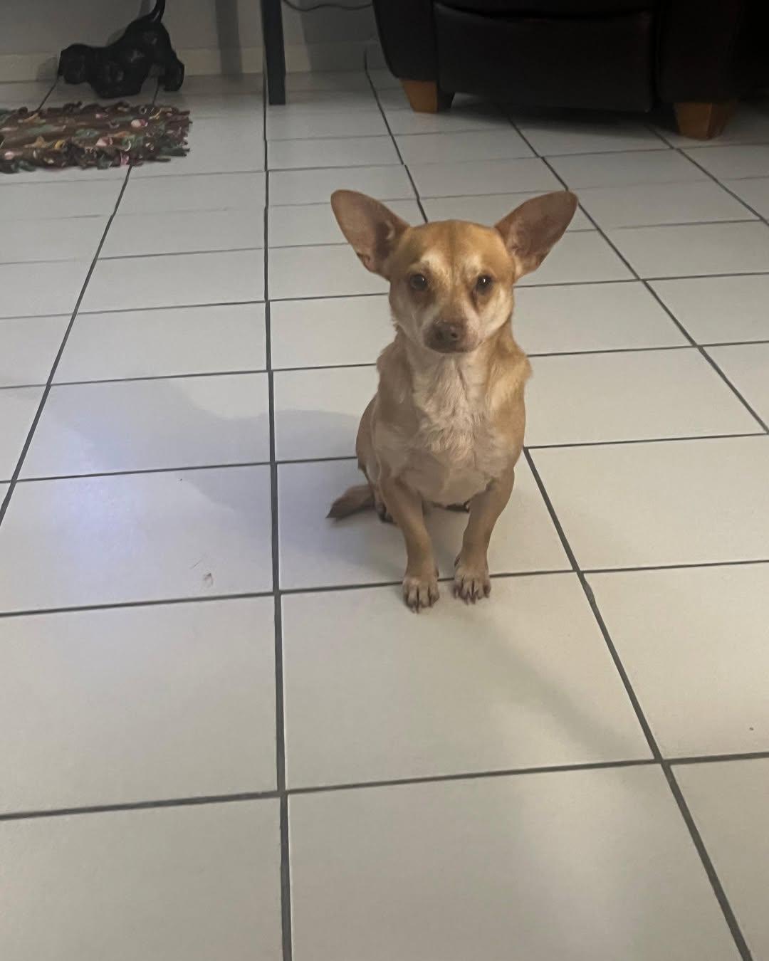 Lefty, a ADOPTABLE Chihuahua in Miami, FL image 6/6