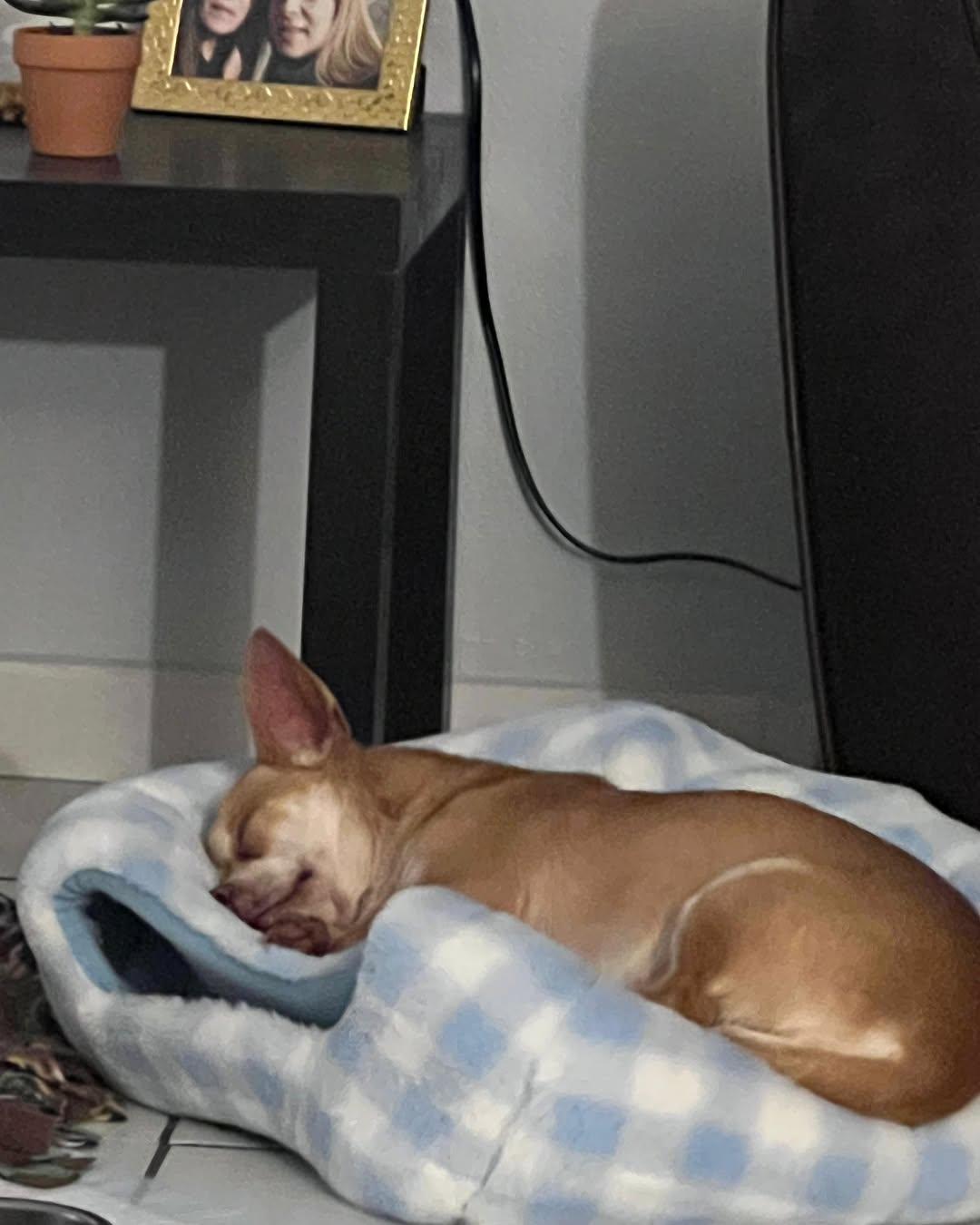 Lefty, a ADOPTABLE Chihuahua in Miami, FL image 5/6
