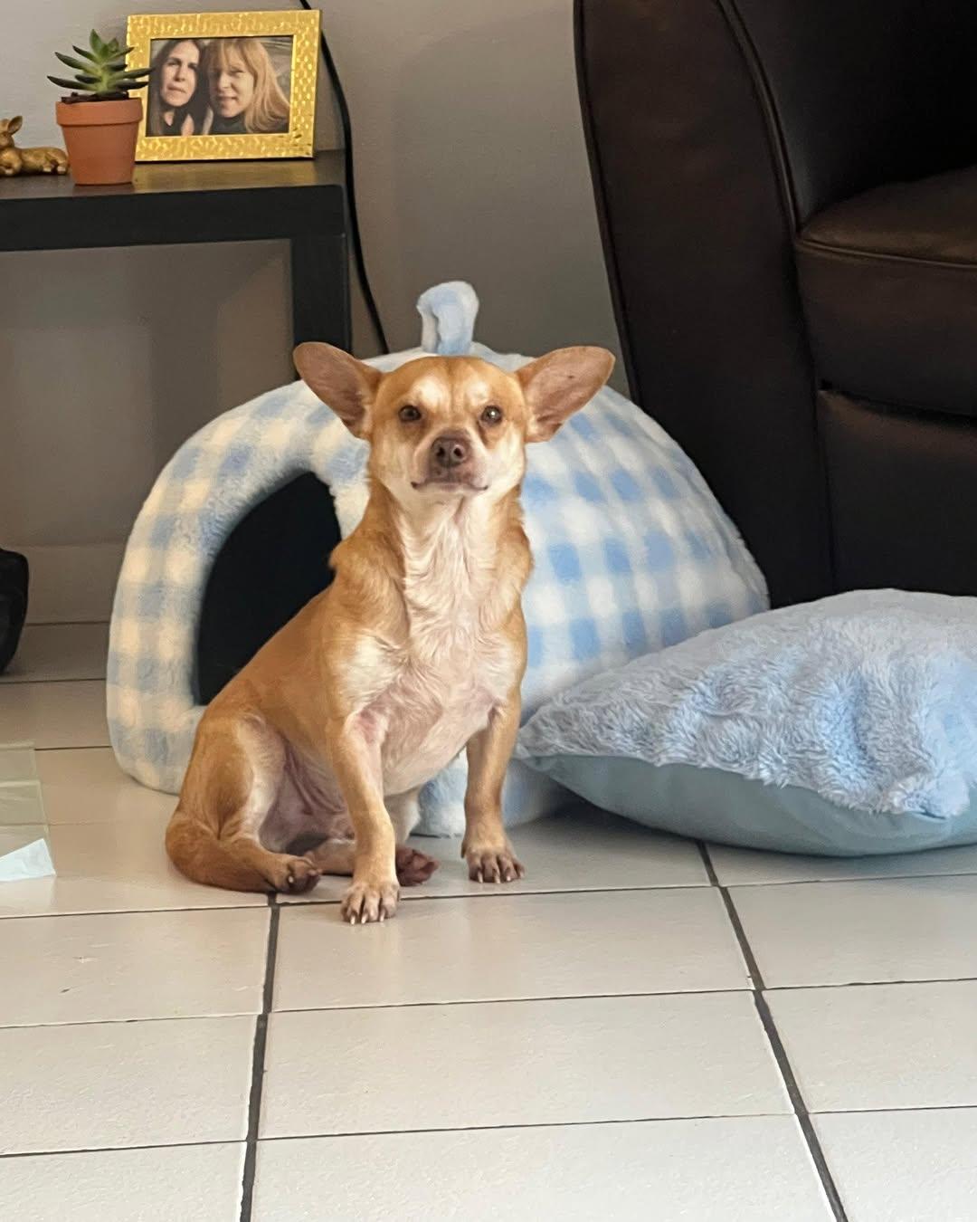 Lefty, a ADOPTABLE Chihuahua in Miami, FL image 1/6