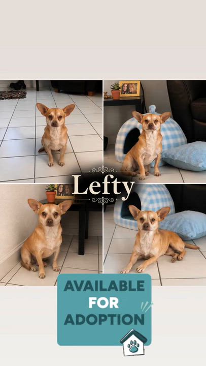 Enlarge Lefty, a ADOPTABLE Chihuahua in Miami, FL video 3/6