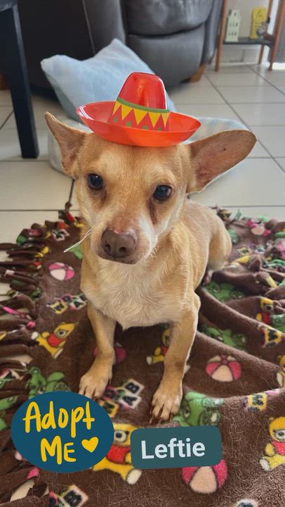 Enlarge Lefty, a ADOPTABLE Chihuahua in Miami, FL video 4/6
